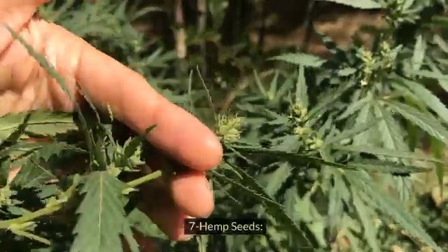 Hemp Seeds best source for your brain health 