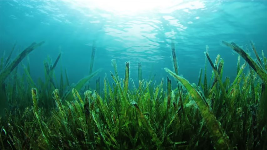 Seaweed best for brain 
